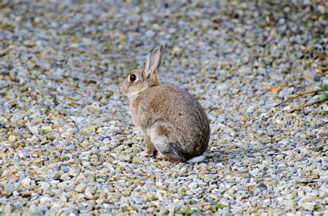 Rabbit Free Stock Photo - Public Domain Pictures
