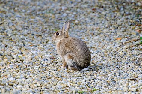 Rabbitmammalbrownbunnygrass Free Image From