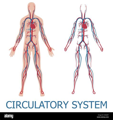 Human Circulatory System Vector Illustration Of Blood Circulation In