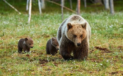 Mother Bear And Cubs Stock Photo Image Of Cute Protective 56865886
