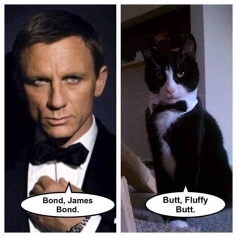 I Can Has Cheezburger James Bond Funny Animals Online Cheezburger