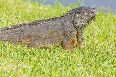 Large Green Iguana Deerfield Beach Florida Charles Whiting Photography