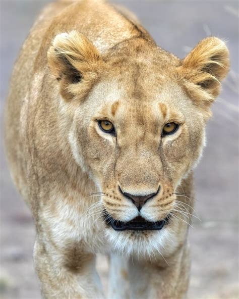 Adult Lioness Portrait Stock Image Image Of African 97658917