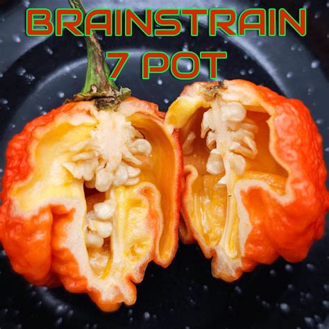 Brainstrain 7 Pot Pepper Seeds Pexpeppers Hot Sauce