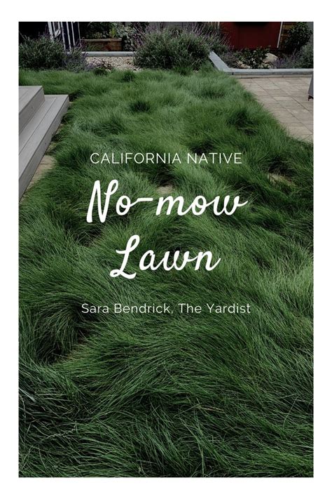 California Native No Mow Lawn Drought Tolerant Landscape Front Yard