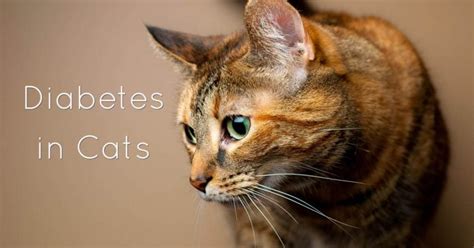 Feline Diabetes Causes Symptoms And Treatment Cat World