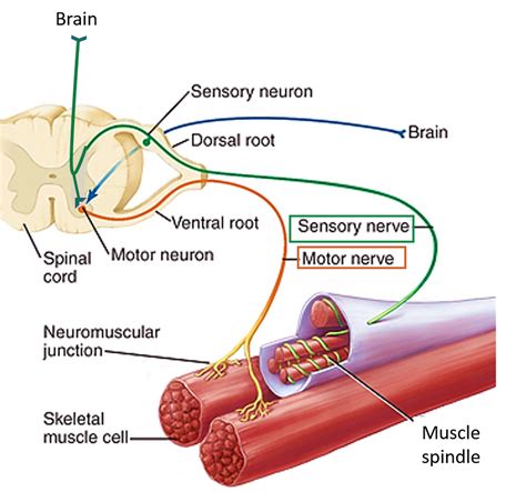 Skeletal Muscle Nerve Supply Anatomy Qa