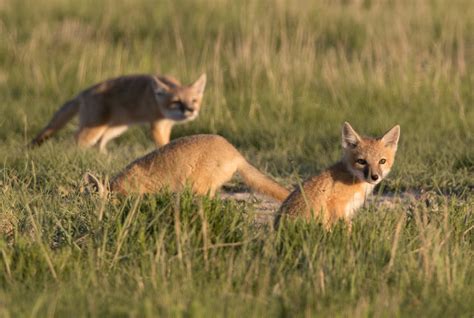 How The Swift Fox Vanished And Returned Science World