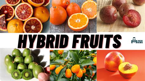 Top 10 Man Made Hybrid Fruits You Should Know About