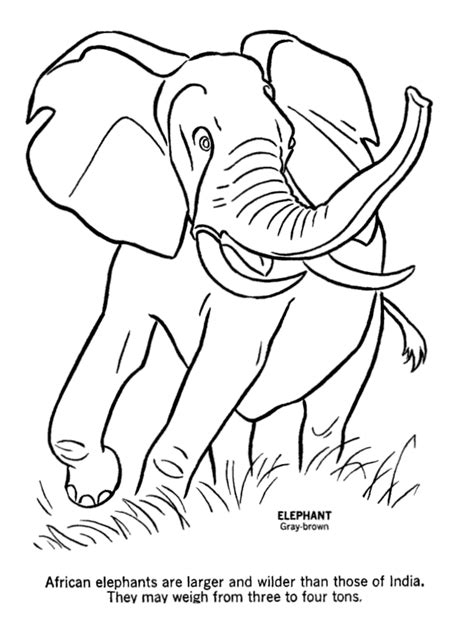 The collection contains the brightest representatives of the world fauna: Elephant Coloring Pages To Print - Coloring Home