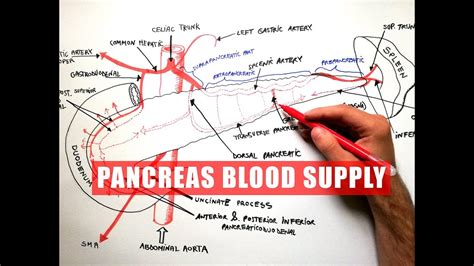 Pancreas Blood Supply Anatomy Tutorial Youtube