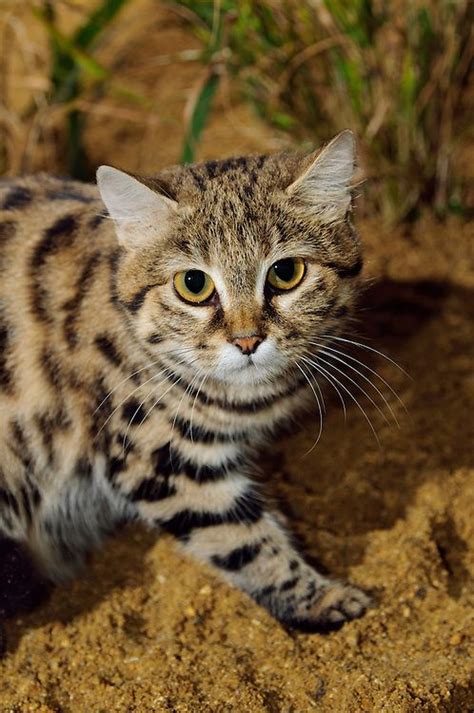 black footed cat felis nigripes black footed cat small wild cats cats