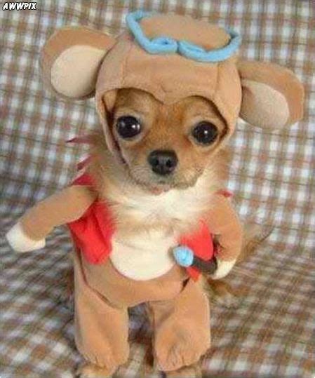 Alex Jennings Mpi104 Anime Dog Costume