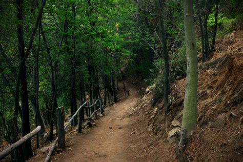 Free Images Landscape Tree Nature Forest Path Wilderness Trail