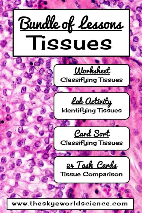 Introduction to Tissues - worksheet, card sort, lab activity, and task