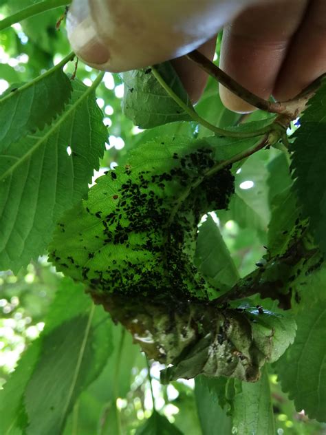 Any Idea Whats Eating My Cherry Tree In Northern Bavaria Gardening