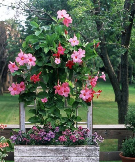 30 Container Gardening Ideas Beyond Summer Flowers 26 Flowering