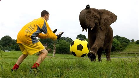 Elephant Playing Football Youtube