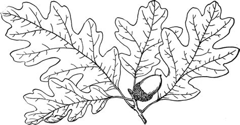 Oak Tree Branch Drawing At Getdrawings Free Download