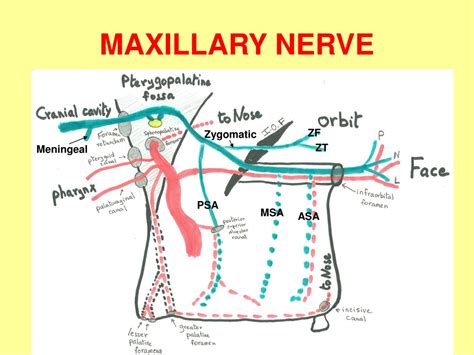 Ppt Infratemporal Fossa Ii Maxillary Nerve And Vessels Powerpoint