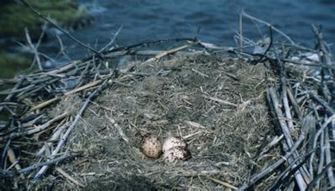 White Bird Egg Identification Sciencing