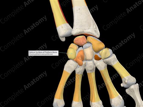 Palmar Surface Of Pisiform Bone Complete Anatomy