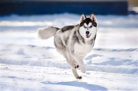 Bakara233 los angeles, ca 90023. Siberian Husky price range. How much does a Husky puppy cost?