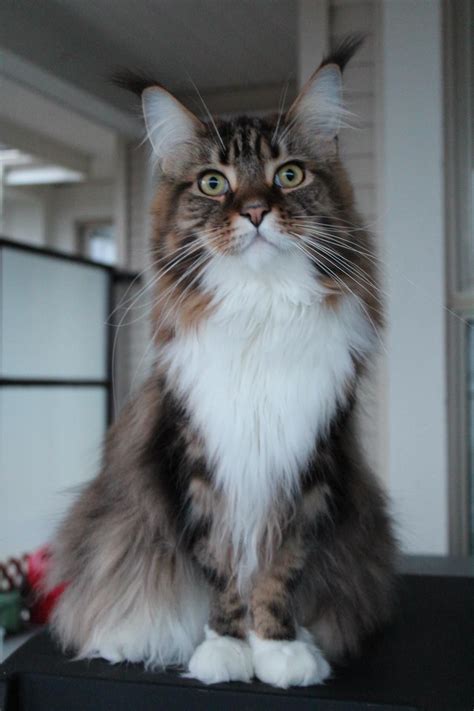 Meet The Instagram Sensation Omar The World Longest Cat Maine Coon
