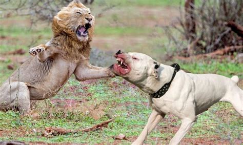 Lion Vs Pitbull Real Fight Video Pitpull Attack Lions Animals Fight