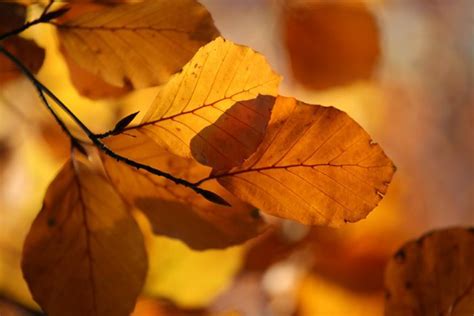 Autumn Beech Leaves Autumn Beech Tree Photographed In Dap Flickr