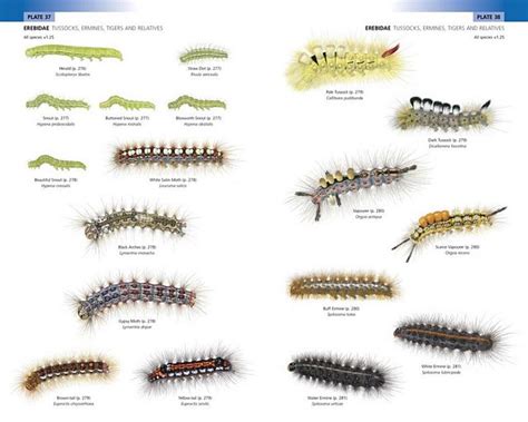 Field Guide To The Caterpillars Of Great Britain And Ireland