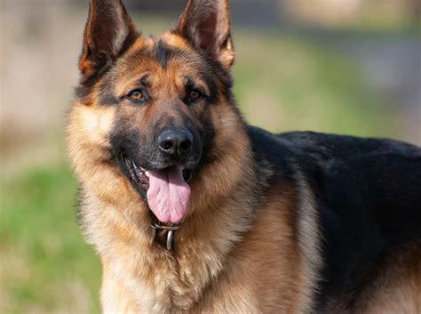About The German Shepherd