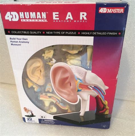 4d Human Anatomy Visable Ear Model 3d Cutaway Puzzle 1812015982