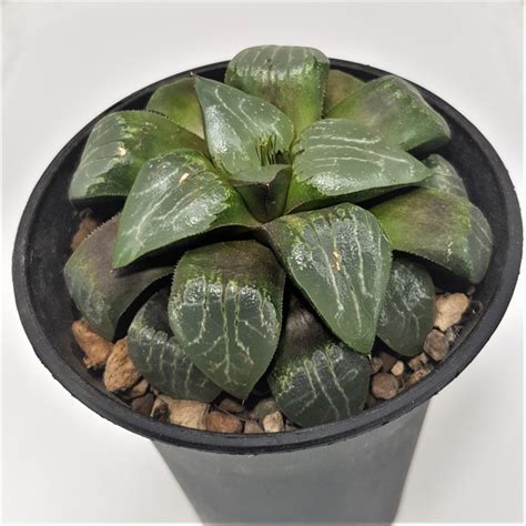 Суккуленты Хавортии Haworthia Tsukikage Moon Shadow