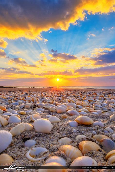 Ocean Reef Park Sunrise With Seashells