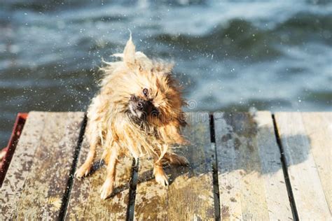 Pomeranian Dog Shaking Off Water Stock Image Image Of Joyful