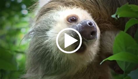 3 Things You Didnt Know About Sloths Sloth Sloth Facts Fun Facts