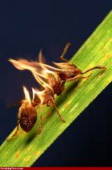 Fire Ants Pics Photos