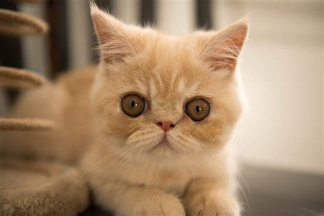 Exotic Shorthairs And Persians In Idaho Kittens On Their Way Athena