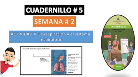 Cuadernillo 5 Semana 2 La RespiraciÓn Y El Sistema Respiratorio Actividad 4 Sexto Grado