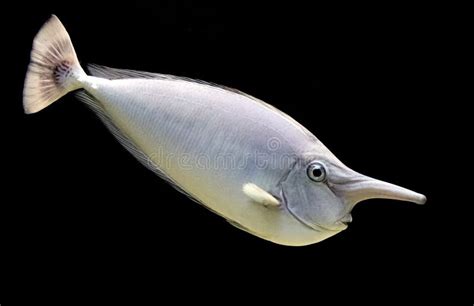 Unicorn Fish Stock Image Image Of Ocean Endangered 16874467