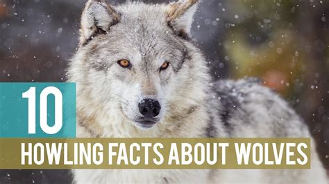 Take a look, and learn! 10 Howling Facts about Wolves - YouTube