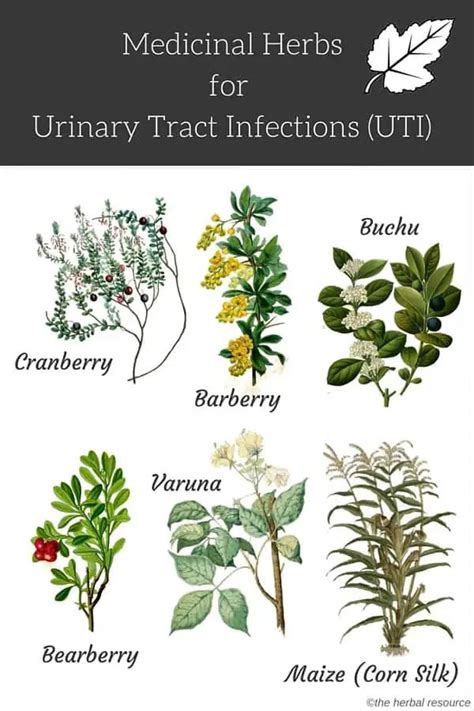 Herbs For Urinary Tract Infections Uti Treatment And Relief
