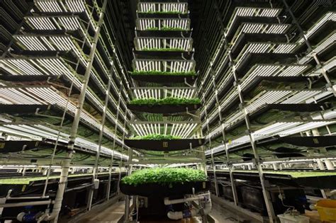 An Ambitious Urban Farming Program Aims To Tackle Hunger Residents