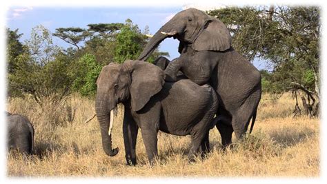 Acasalamento Dos Elefantes