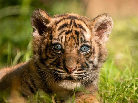 Photos Sumatran Tiger Cub Born In Polish Zoo News Photos Gulf News