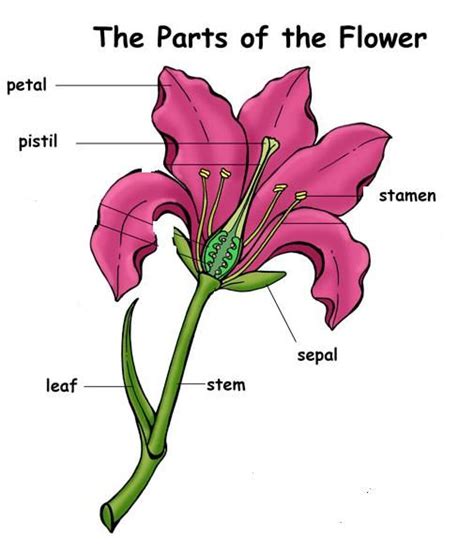 Like most flowers, roses don't fit into categories of male or female. Post-It Labels for the Parts of a Flower | Parts of a flower, Science lessons, Plant science