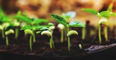 Iiser Bhopal Scientists Study On Seed Germination