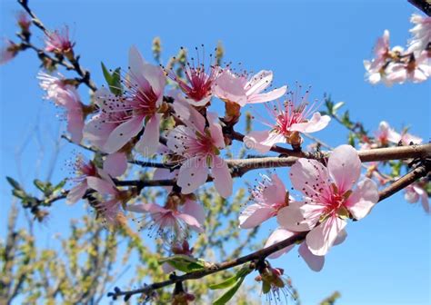 Flowering Peach Tree Stock Photo Image Of Spring Peach 40345302