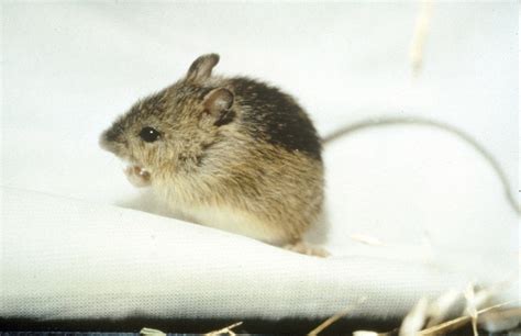 Prebles Meadow Jumping Mouse Wildlife Of Boyd Lake State Park